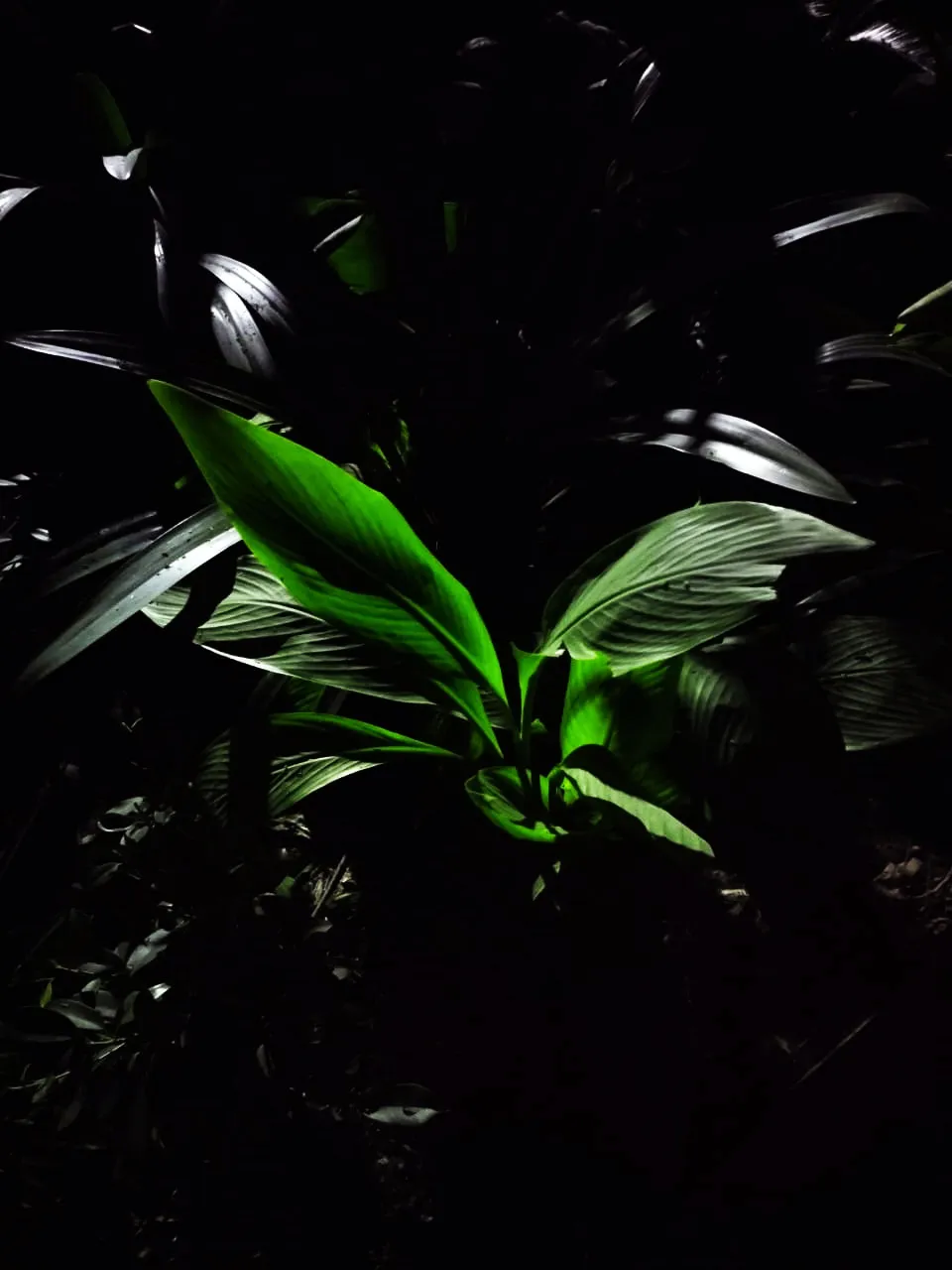 Green Plant in Night Background